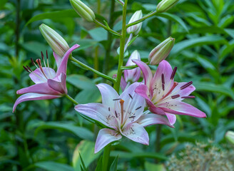 True lily in garden