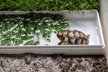 Tartaruga in terrario
