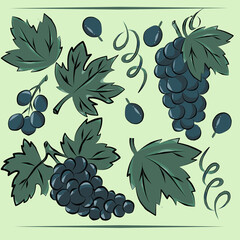 Color illustration: Set of grapes and leaves.