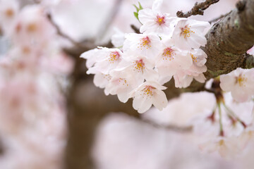 桜の花　春のイメージ