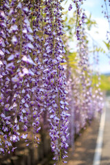 藤の花　初夏イメージ