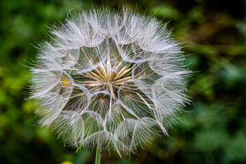 A large Dandelion seed on a green background