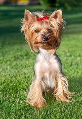 Dog pet Yorkshire Terrier on a walk in the park on summer day