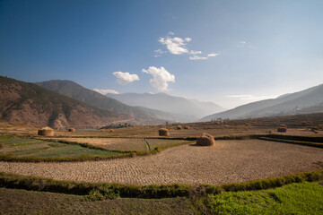 Rice farm landscape in Bhutan