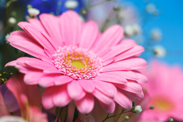 Obraz premium ガーベラの花