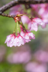 桜の花　春のイメージ