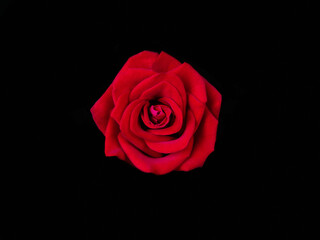 Alov Roses. red rose isolated on black background