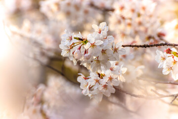 Obraz premium 桜の花 春のイメージ