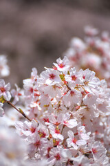 桜の花　春のイメージ