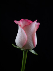 pink roses on black background. valentines day