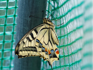 Papilio machaon | Gros plan sur un machaon ou Grand porte-queue vu de côté