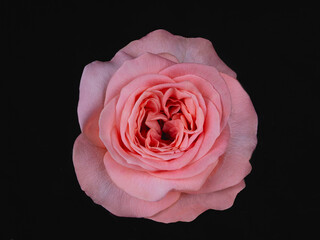 London eye roses. pink rose isolated on black background, valentines day
