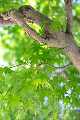 緑のモミジ　初夏イメージ