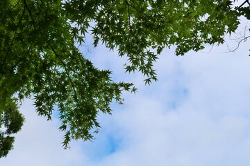 新緑　もみじ　空　風景