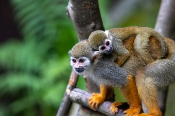 リスザルのポートレート