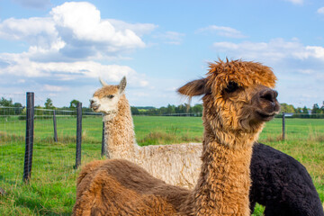 Alpakas auf einer Wiese