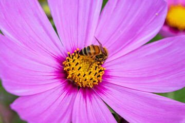 コスモス畑　秋のイメージ