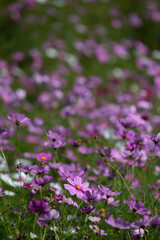 コスモス畑　秋のイメージ