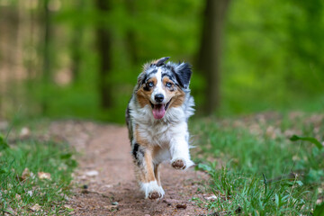 Australian Shepherd walking on path through forest at german inner border