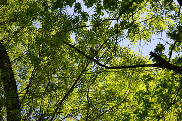 
Trees in a grove. Early summer. Birds