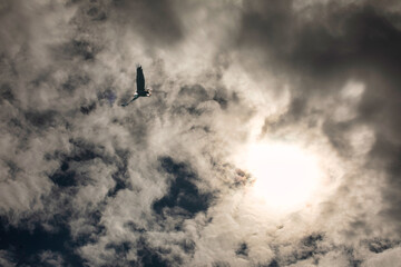 Flight to the sun B