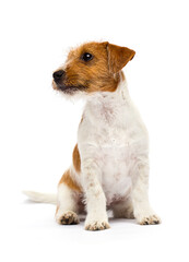 puppy jack russell terrier looks sideways