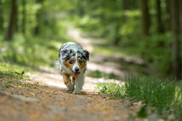 Australian Shepherd walking on path through forest at german inner border exhausted