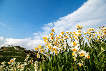 水仙の花　初春イメージ