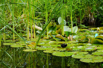 Teich mit Seerosen, Botanischer Garten in Gütersloh