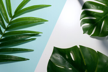 Flat lay of a palm and monstera leaves on white and blue background