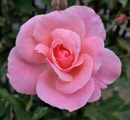 PINK ROSE WITH PETALS. CLOSE-UP.