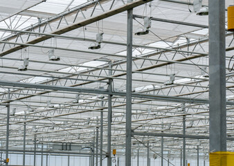Perspective view of greenhouse with red, yellow , pink, white roses inside. Plantation roses   growing inside in a greenhouse