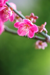 紅梅　初春イメージ