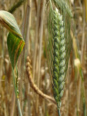 ESPIGA DE TRIGO AÚN VERDE EN EL CAMPO.