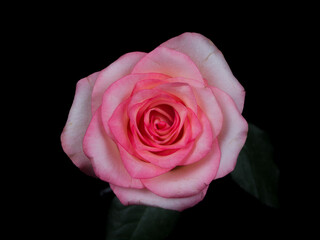 pink  rose isolated on black background, valentines day


