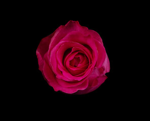 red rose isolated on black background, valentines day
