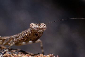 beautiful macro closeup shots of insects