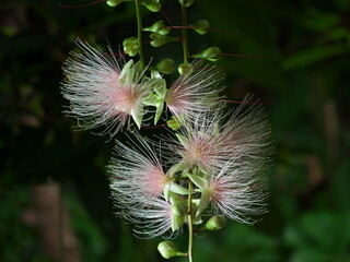 Flowers of Barringtonia racemosa or powder-puff tree in the morning at Miyakojima island in Okinawa, Japan
