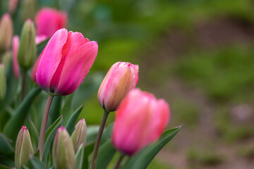 チューリップの花　春のイメージ