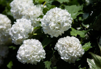 Guelder Rose - Viburnum opulus - Echter Schneeball 