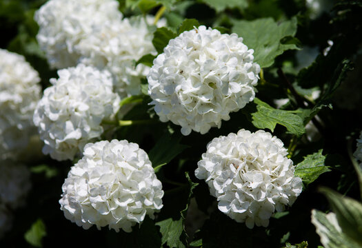 Guelder Rose - Viburnum opulus - Echter Schneeball 