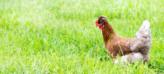 chicken on green grass close-up. Poultry farm
