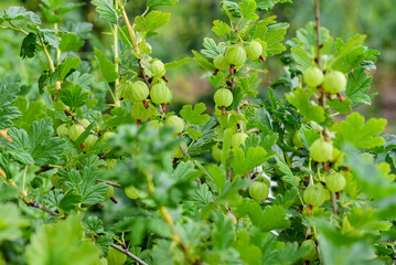 A branch of not ripe green gooseberries in the garden