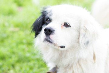 Close-up portrait of a sad dog. Pets, dogs