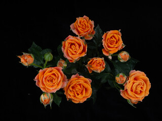 orange  rose isolated on black background
