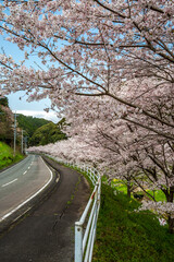 桜の花　春のイメージ