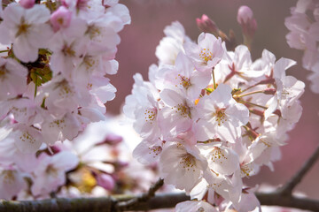 桜の花　春のイメージ