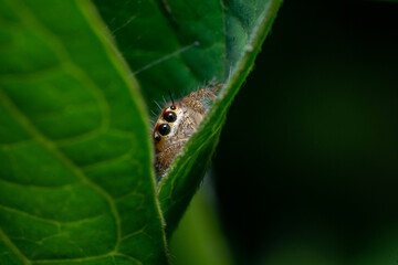 beautiful macro closeup shots of insects