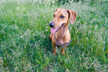 Dachshund puppy walking in the park, summer day, selective focus