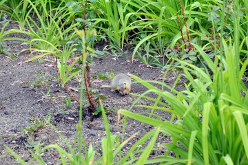 Cute gopher in the park among greenery. Rodent in the wild. Animals close-up.
